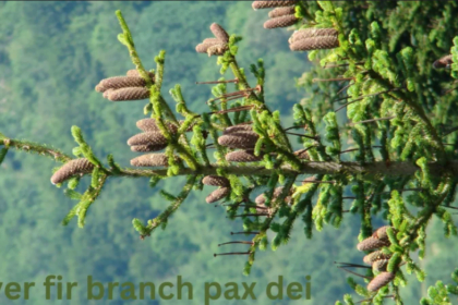 Silver fir branch pax dei