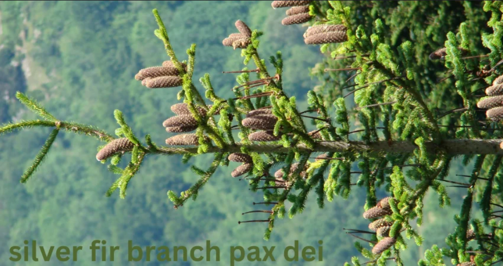 Silver fir branch pax dei