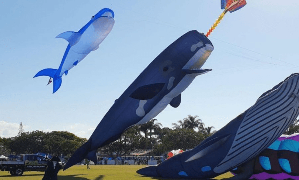 17m sperm whale kite with petunia